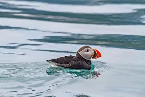 Arctic Circle Prints: Juvenile puffin (Fratercula arctica) on the water near the island of Bolscheoya in the Svalbard Archipelago