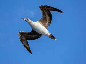 Shorebird Prints: A juvenile red-footed booby (Sula sula)