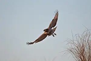 Red Tailed Hawk Prints: Juvenile red-tailed hawk (Buteo jamaicensis) in flight