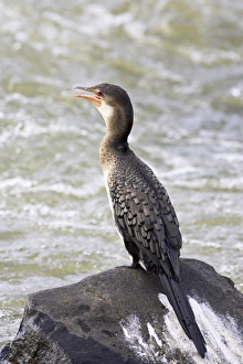 Images Dated 31st October 2006: Juvenile reed cormorant (Phalacrocorax africanus)