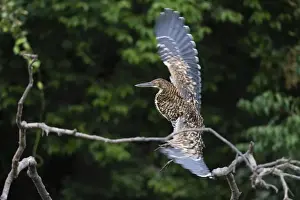 Pantanal Prints: Juvenile Refuscent tiger-heron (Tigrisoma lineatum), Pantanal, Mato Grosso, Brazil