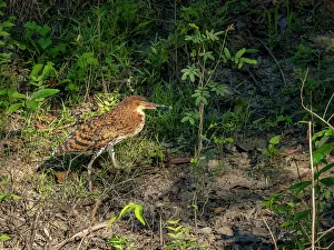 Juvenile Prints: A juvenile rufescent tiger heron