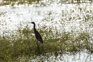 Juvenile rufous-bellied heron (Ardeola rufiventris), Busanga Plains, Kafue National Park