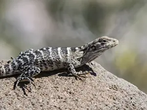 Juvenile San Esteban spiny-tailed iguanas (Ctenosaura conspicuosa), Isla San Esteban
