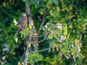 Raptor Prints: Juvenile snail kite, Rostrhamus sociabilis