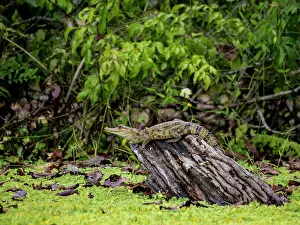 Naturalist Prints: A juvenile spectacled caiman, Caiman crocodilus