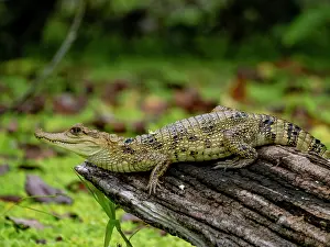 Juvenile Prints: A juvenile spectacled caiman, Caiman crocodilus