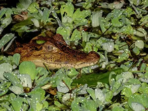 Juvenile Prints: A juvenile spectacled caiman, Caiman crocodilus