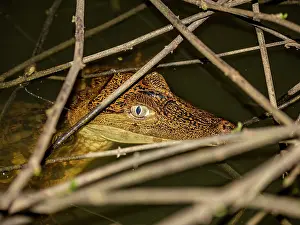Juvenile Prints: A juvenile spectacled caiman, Caiman crocodilus