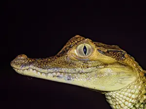 Juvenile Prints: A juvenile spectacled caiman, Caiman crocodilus