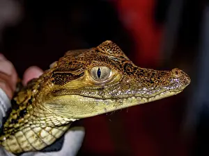 Loss Prints: A juvenile spectacled caiman, Caiman crocodilus