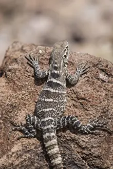 Immature Prints: A juvenile spiny-tailed iguana (Ctenosaura conspicuosa), Isla San Esteban, Baja California
