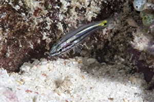 Images Dated 1st June 2008: Juvenile split banded cardinalfish (Apogon compressus), Sulawesi, Indonesia, Southeast Asia, Asia