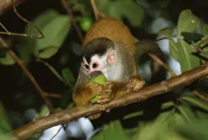 Juvenile squirrel monkey (Saimiri oerstedii) biting a fruit whilst standing on a branch