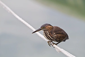 Santa Cruz Island Prints: Juvenile striated heron (Butorides striata)