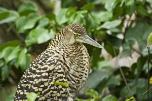 Images Dated 1st January 2000: Juvenile Tiger Heron, Tortuguero National Park, Costa Rica, Central America