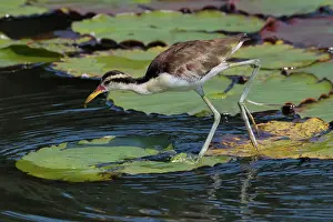 Nymphaeaceae Prints: Juvenile Wattled Jacana (Jacana jacana) walking on waterlilies leaves