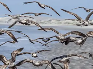 Crab Prints: Juvenile western gulls (Larus occidentalis) feeding on tuna crabs, Isla Magdalena
