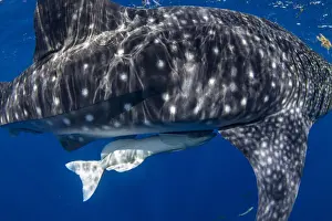 Sea Life Prints: Juvenile whale shark (Rhincodon typus) with a common remora attached in Honda Bay