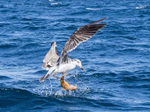 Juvenile yellow-footed gull (Larus livens), eating a goatfish, Isla San Ildefonso