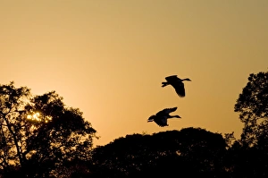 Images Dated 15th July 2007: Kafue National Park, Zambia, Africa