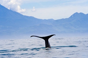 Images Dated 11th December 2008: Kaikoura, South Island, New Zealand, Pacific