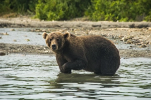 Kamchatka brown bear (Ursus arctos beringianus), Kurile Lake, Kamchatka, Russia, Eurasia