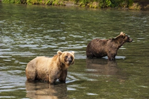 Kurile Lake Prints: Kamchatka brown bears (Ursus arctos beringianus), Kurile Lake, Kamchatka, Russia, Eurasia