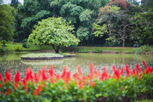 Botanical Garden Prints: Kandy Royal Botanical Gardens at Peradeniya, Kandy, Sri Lanka, Asia