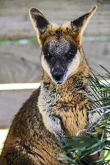 Marsupial Prints: Kangaroo eating and looking at the camera, Queensland, Australia Pacific