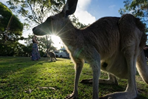 Marsupial Prints: A kangaroo is framed by the setting sun, Australia, Pacific