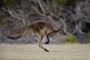 Images Dated 6th November 2007: Kangaroo Island grey kangaroo (Macropus fuliginosus), Kelly Hill Conservation