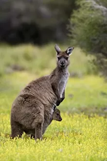 Images Dated 24th October 2007: Kangaroo Island grey kangaroo (Macropus fuliginosus), Flinders Chase National Park
