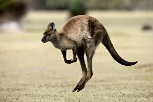 Images Dated 2nd November 2007: Kangaroo Island grey kangaroo (Macropus fuliginosus), Kelly Hill Conservation