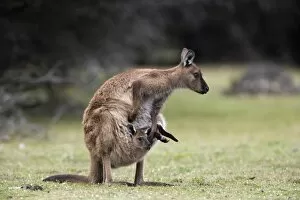 Images Dated 1st November 2007: Kangaroo Island grey kangaroo (Macropus fuliginosus) with joey in pouch