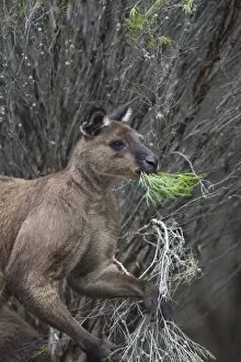 Images Dated 23rd October 2007: Kangaroo Island grey kangaroo (Macropus fuliginosus), Lathami Conservation Park