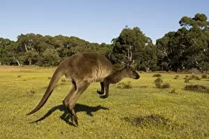 Images Dated 19th October 2007: Kangaroo Island grey kangaroo (Macropus fuliginosus), Flinders Chase National Park