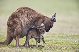 Carrying Prints: Kangaroo Island grey kangaroo (Macropus fuliginosus) with joey, Kelly Hill Conservation