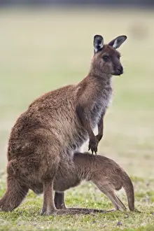 Kangaroo Island grey kangaroo (Macropus fuliginosus) with joey, Kelly Hill Conservation
