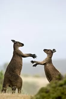 Confrontation Gallery: Kangaroo Island grey kangaroos (Macropus fuliginosus), Lathami Conservation Park
