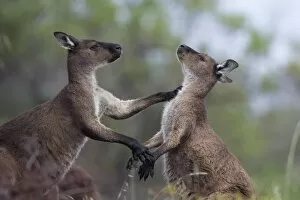 Images Dated 22nd October 2007: Kangaroo Island grey kangaroos (Macropus fuliginosus), Lathami Conservation Park