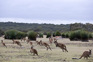 Images Dated 1st November 2007: Kangaroo Island grey kangaroos (Macropus fuliginosus), Kelly Hill Conservation
