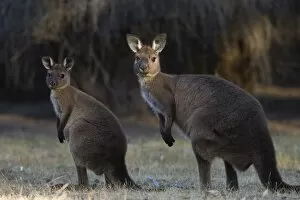Images Dated 9th November 2007: Kangaroo Island grey kangaroos (Macropus fuliginosus), Lathami Conservation Park