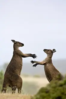 Marsupial Prints: Kangaroo Island grey kangaroos (Macropus fuliginosus), Lathami Conservation Park
