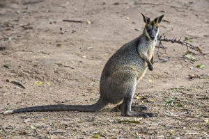 Queensland Prints: Kangaroo (macropods), Lone Pine Sanctuary, Brisbane, Queensland, Australia, Pacific
