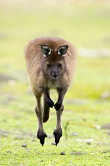 Kangaroo, (Macropus fuliginosus), Flinders Chase N. P, Kangaroo Island