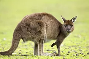 Kangaroo (Macropus fuliginosus fuliginosus), Kangaroo Island, South Australia
