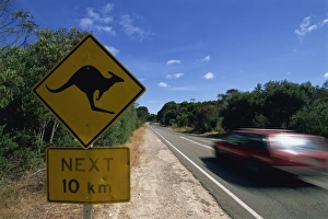 Road Sign Prints: Kangaroo sign, Hog Bay road, Kangaroo Island, South Australia, Australia, Pacific