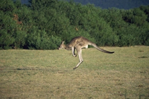 Marsupial Prints: Kangaroos jumping, grass clearing in forest, Australia, Pacific