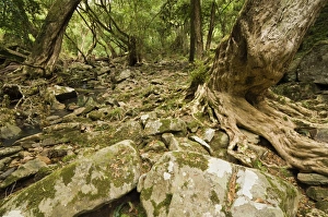 Images Dated 25th December 2007: Kanooka tree (water gum), Den of Nagun, Mitchell River National Park, Victoria